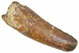 Fossil Spinosaurus Tooth - Feeding Worn Tooth #366470-1